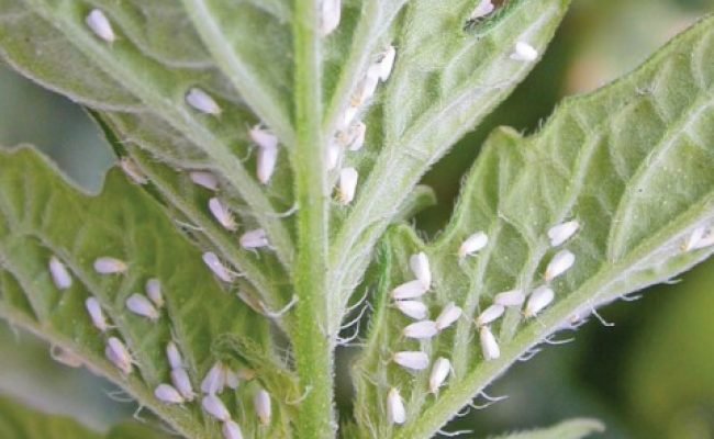 PG 15 a 17 - Foto 01 (Pequeno)