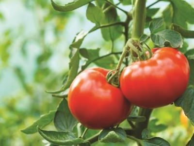 Ripe tomato cluster in greenhouse