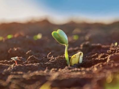 Close-up tender first sprouts of soybean in the open field. Agricultural plants. The soybean plant stretches towards the sun.
