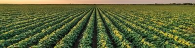 Beautiful,Rural,Landscape,Of,A,Vast,Soybean,Field,At,Sunset