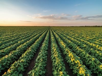 Beautiful,Rural,Landscape,Of,A,Vast,Soybean,Field,At,Sunset
