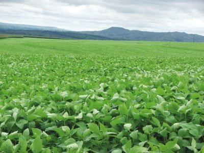 Pesquisa: Novos rumos no controle do mofo-branco na soja