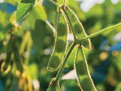 Soybean pods, close up. Agricultural soy plantation and sunshine. Soy bean plant in sunny field . Green growing soybeans against sunlight