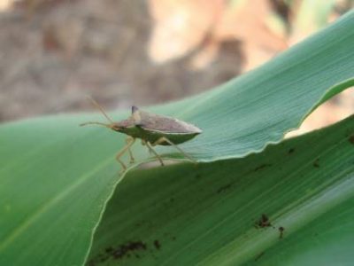 PG 17 a 19 - Foto 01 (Telefone)