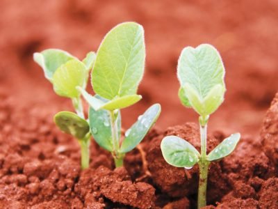 Por que devemos ter atenção às dessecações e semeadura da soja?