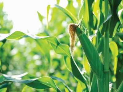 PG-18-a-21-Foto-01-Telefone