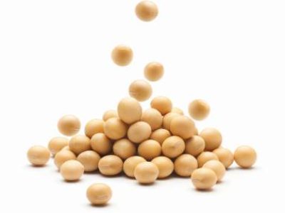 Soybean falling on a pile of soybeans isolated on white background