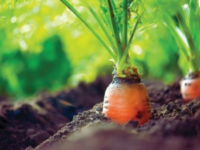 Carrot growing closeup. carrot is growing in soil. A closeup shot of carrots growing in field. A fresh vegetable plant of carrot.