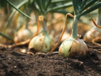 The onion is grown on the soil in the plots. Productivity of Thai farmers.