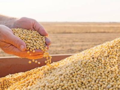 Hands of peasant holding soy beans after harvest