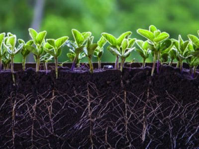 Fresh green soybean plants with roots