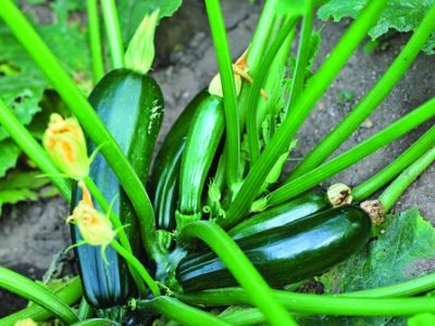 Zucchini plant- fruits and flowers, selective focus on fruit