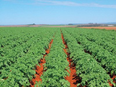 Boro líquido proporciona mais produtividade para a batata?