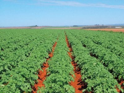 Boro líquido proporciona mais produtividade para a batata?