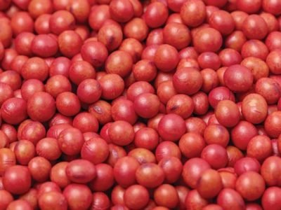 Closeup of treated soybean seed. Soybean seed treatment for insect, fungus control and disease management concept