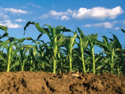 Corn plants growing in cultivated agricultural field, low angle with soil in foreground and blue sky in background