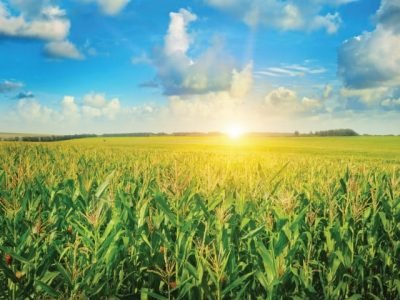 sunrise over the corn field