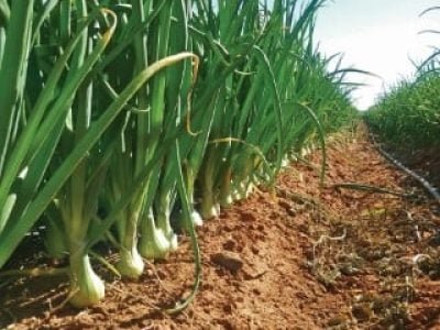 PG 20 a 23 - Foto 02 (Telefone)