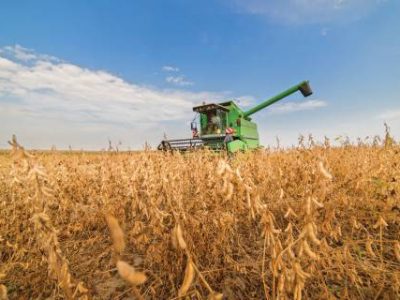 Harvesting of soybean field with combine