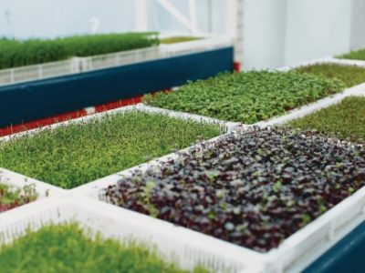Growing microgreens on table background. Healthy eating concept. Fresh garden produce organically grown as a symbol of health. Microgreens closeup.