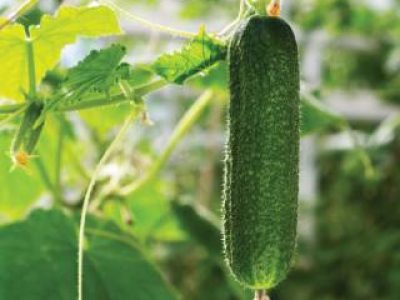Cucumber plant. Growing cucumber plant  in the garden.