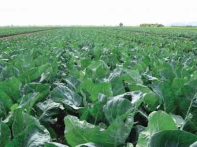 Cauliflower Farm Filed. Farming. Agriculture