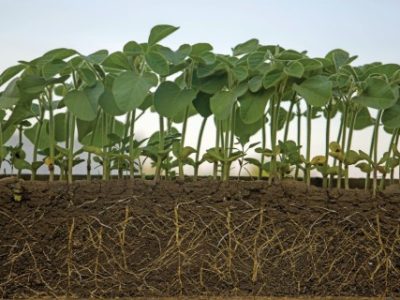 Fresh green soybean plants with roots