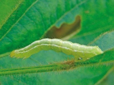 Controle biológico: Qual o potencial de uso na cultura da soja?