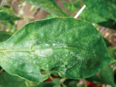 PG 24 a 26 - Foto 01 (Telefone)