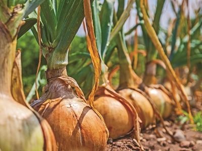 Onion ripe plants growing in field, close up. Harvesting background with onion bulbs, closeup.