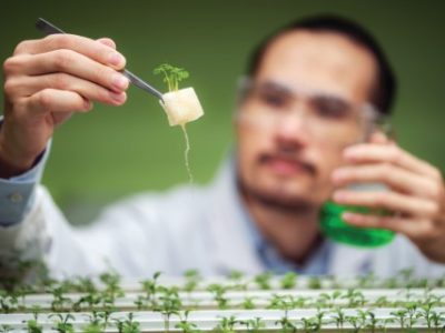 professional agriculture scientist working to research on a organic vegetable plant in laboratory greenhouse , development of smart technology for hydroponic growth farming indoor vertical farm
