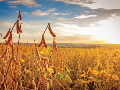 Soybean pods on the plantation at sunset. Agricultural photography.