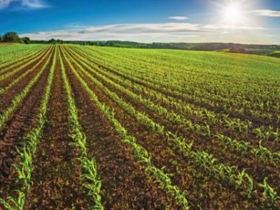 Agriculture shot: rows of young corn plants growing on a vast field with dark fertile soil leading to the horizon