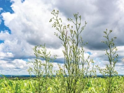 PG 26 a 29 - Foto 01 (Pequeno)