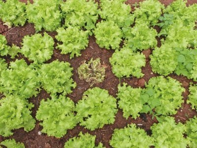 Bacterioses tiram sono de produtores de alface de verão?