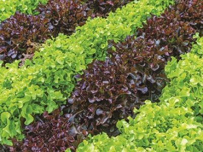 Beautiful organic green and red oak lettuce or Salad vegetable garden on the soil growing,Harvesting Agricultural Farming.