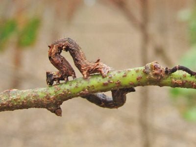 Por que as lagartas pardas tiram o sono dos silvicultores?