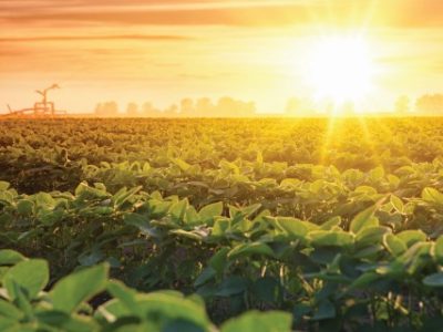 Irrigation system on agricultural soybean field, rain gun sprinkler on helps to grow plants in the dry season, increases crop yields. Landscape beautiful sunset