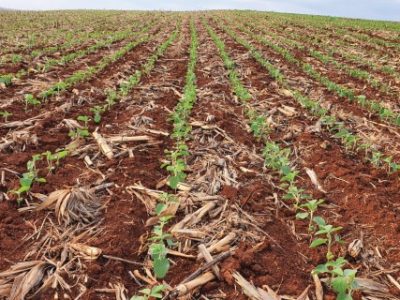 soybean field in early development seeded over corn straw
