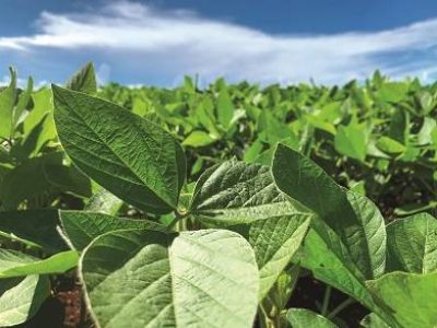 Green field soybean plantation. Close up in soy leafs. Agriculture landscape - Aerial view in a blue sky day in the countryside of Brazil