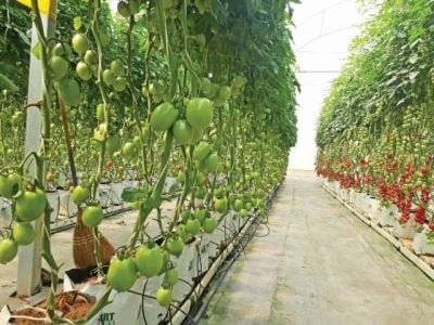 Crédito: Taciana Guimaro