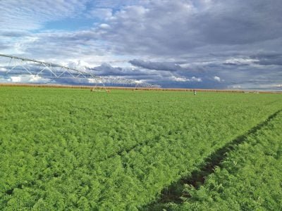 Quais as vantagens da liberação lenta de nitrogênio para a cenoura?
