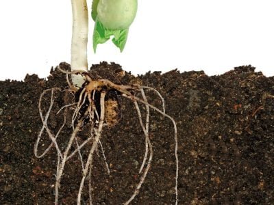 O fósforo otimização do sistema radicular do feijoeiro?