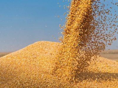 Combine harvester pours corn maize seeds.