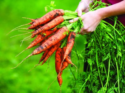 Woman holding a freshly dug carrots. Locavore movement, local farming, harvesting concept