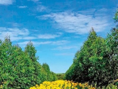 Silício no controle de nematoides em sistemas ILPF