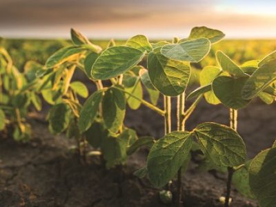 Agricultural soy plantation on sunny day - Green growing soybeans plant against sunlight