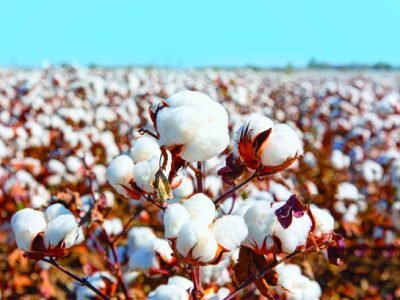 Cotton fields ready for harvesting amazing lake in the background