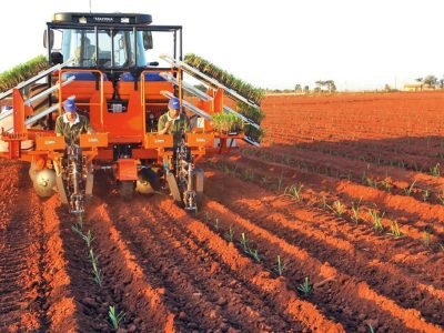 Sistema de Mudas Pré-Brotadas: a inovação no modo de plantar cana