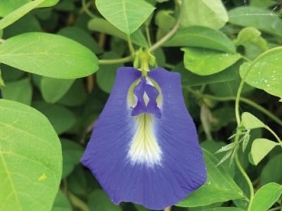 PG 32 a 33 - Foto 01 (Pequeno)